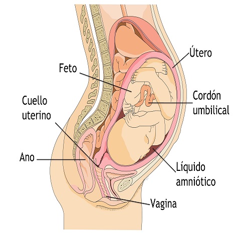 Durante el embarazo son muchos los cambios que se dan en el cuerpo de la mujer, como el aumento del tamaño del útero y el desplazamiento de la pelvis hacia delante. Los órganos internos se reacomodan para dar espacio al feto que empieza a desarrollarse. 